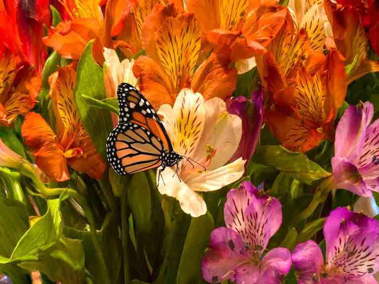 Floral Fantasy by Robert Denton, ArtworkSale