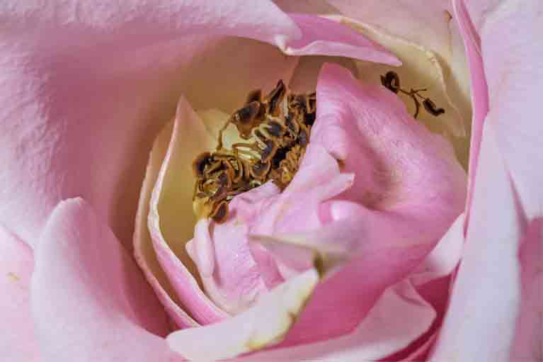 Pink Flower by Robert Denton, ArtworkSale