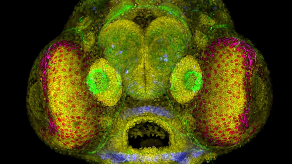 Nikon Small World Competition 2023