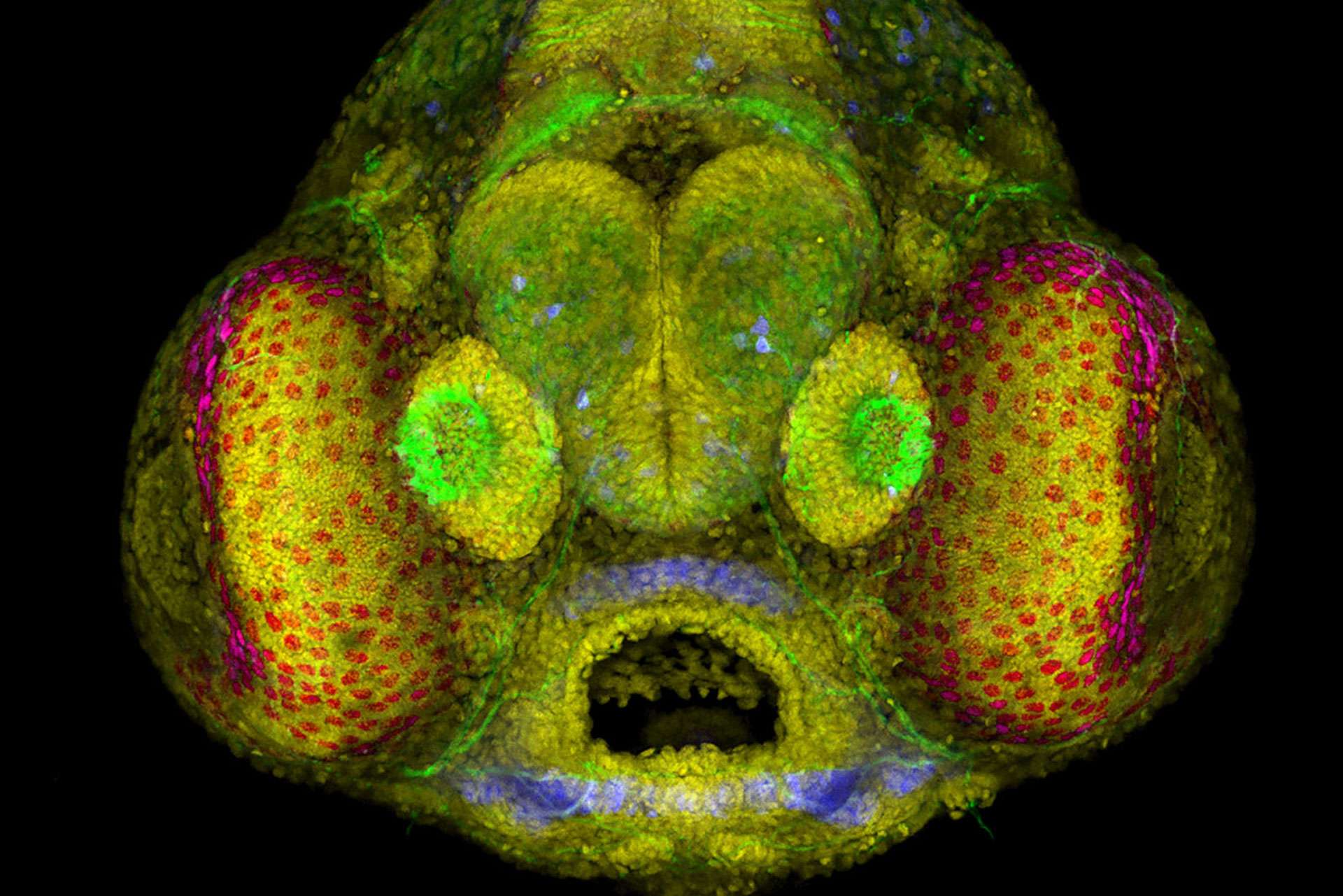 Nikon Small World Competition 2023