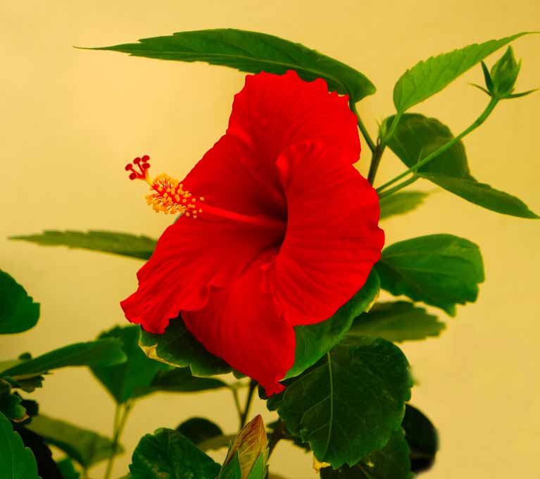 Wild Red Hib by Robert Denton, ArtworkSale