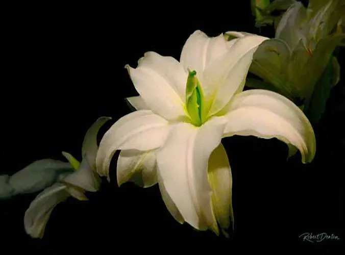 In Full Bloom by Robert Denton, ArtworkSale