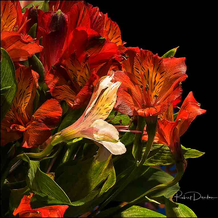 Harmony in Bloom by Robert Denton, ArtworkSale