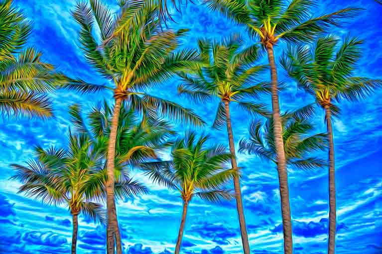 Palm in the Sky by Martin Fine, ArtworkSale