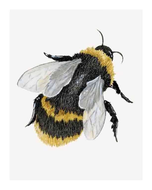 Bumble Bee by Kelsey P. Snyder, ArtworkSale
