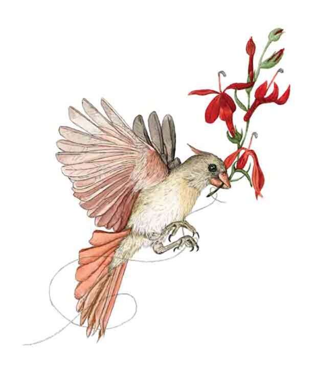 Cardinal by Kelsey P. Snyder, ArtworkSale