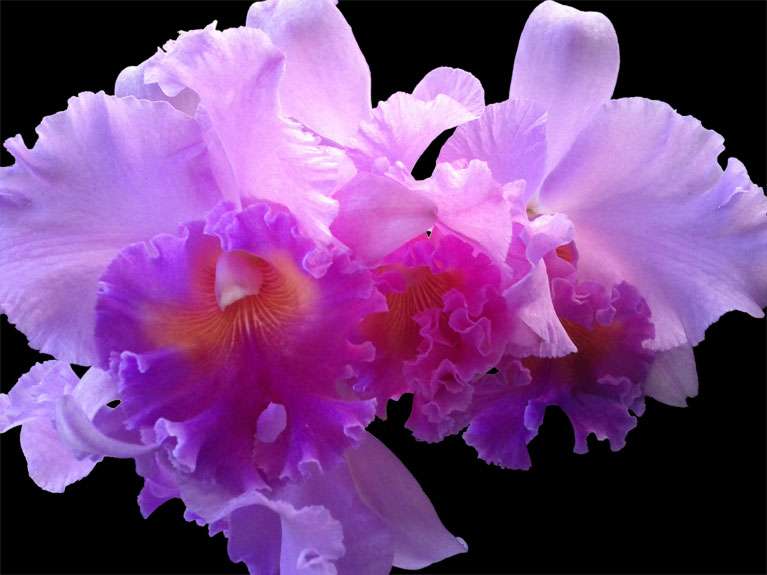Orchidae Ruffled Splendor by Ellen Rowley, ArtworkSale
