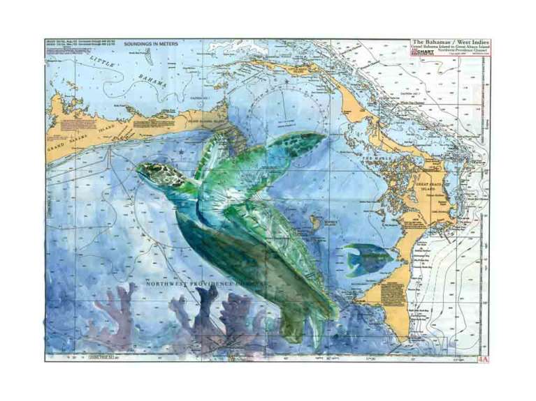 Bahamas Turtle by Carly Mejeur, ArtworkSale