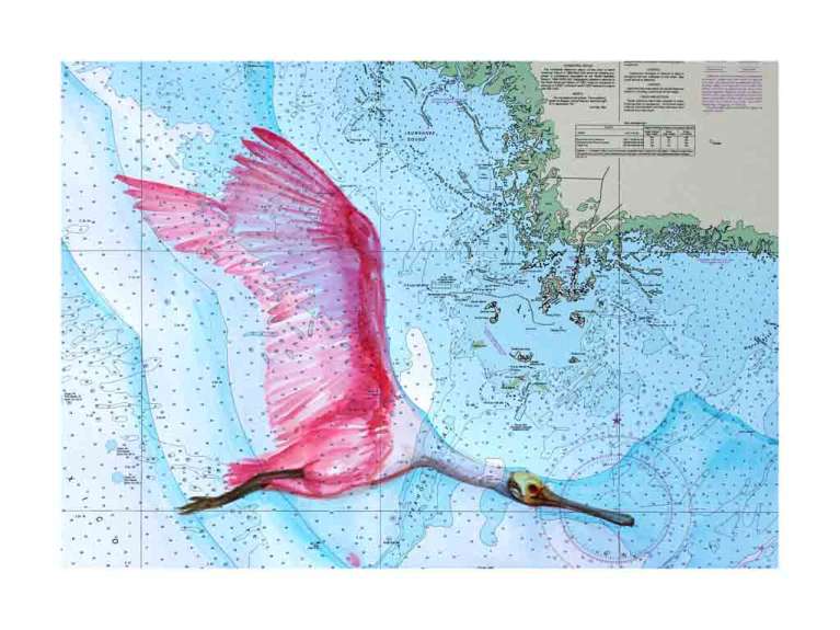 Cedar Key Spoonbill by Carly Mejeur, ArtworkSale