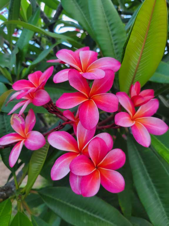 Aloha Beauty by Ellen Rowley, ArtworkSale