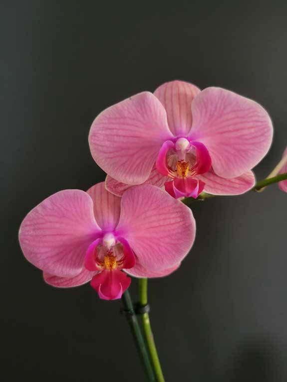 Happy Together Orchidae by Ellen Rowley, ArtworkSale