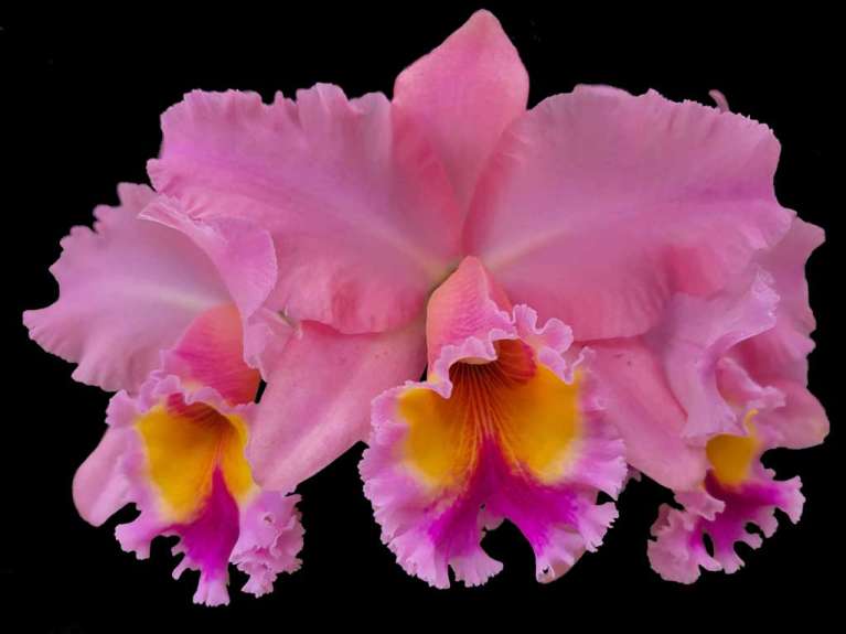 Majestic Orchidae by Ellen Rowley, ArtworkSale