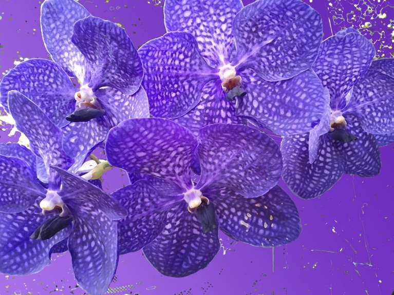 Orchid Blue Rhapsody by Ellen Rowley, ArtworkSale