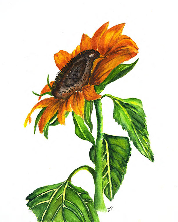 Orange Bloom by Barbara Friend, ArtworkSale