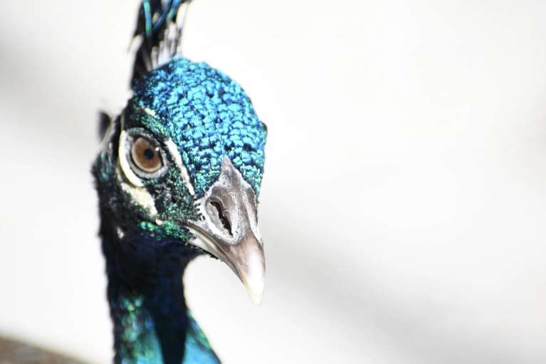 "The Grace of the Peacock" by Jade Cave, ArtworkSale